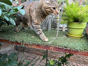 Playtime at The Cat Hotel