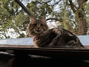 Playtime at The Cat Hotel