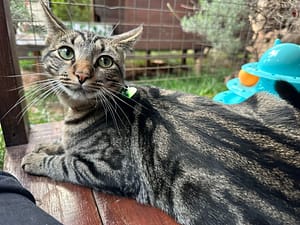 Playtime at The Cat Hotel