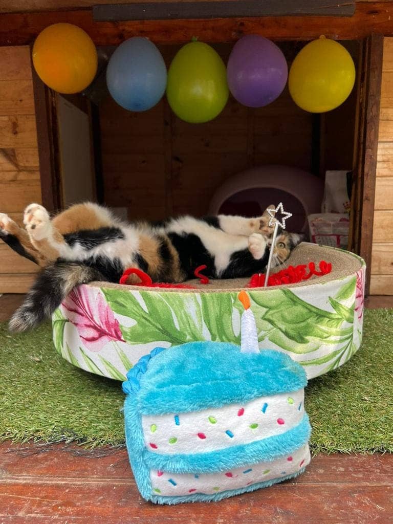 Playtime at The Cat Hotel