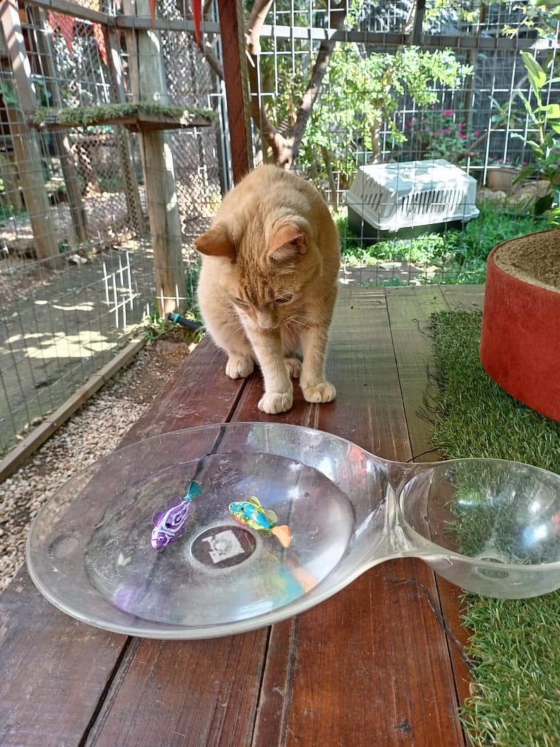 Playtime at The Cat Hotel