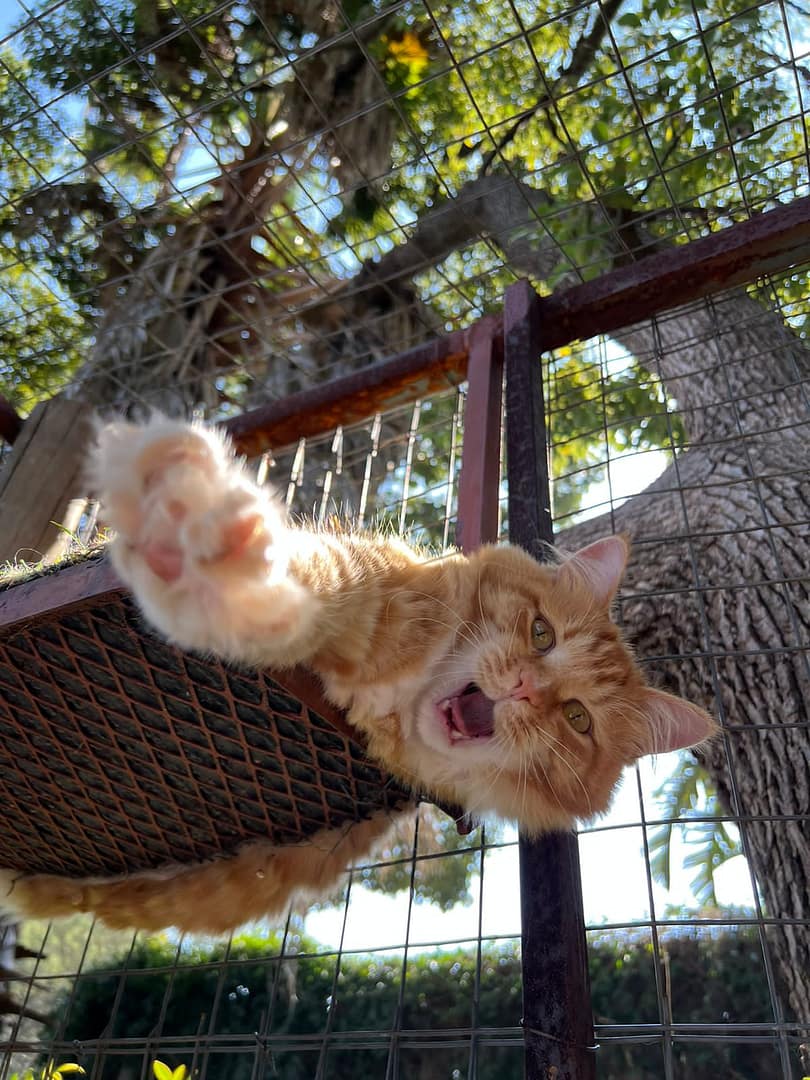 Playtime at The Cat Hotel