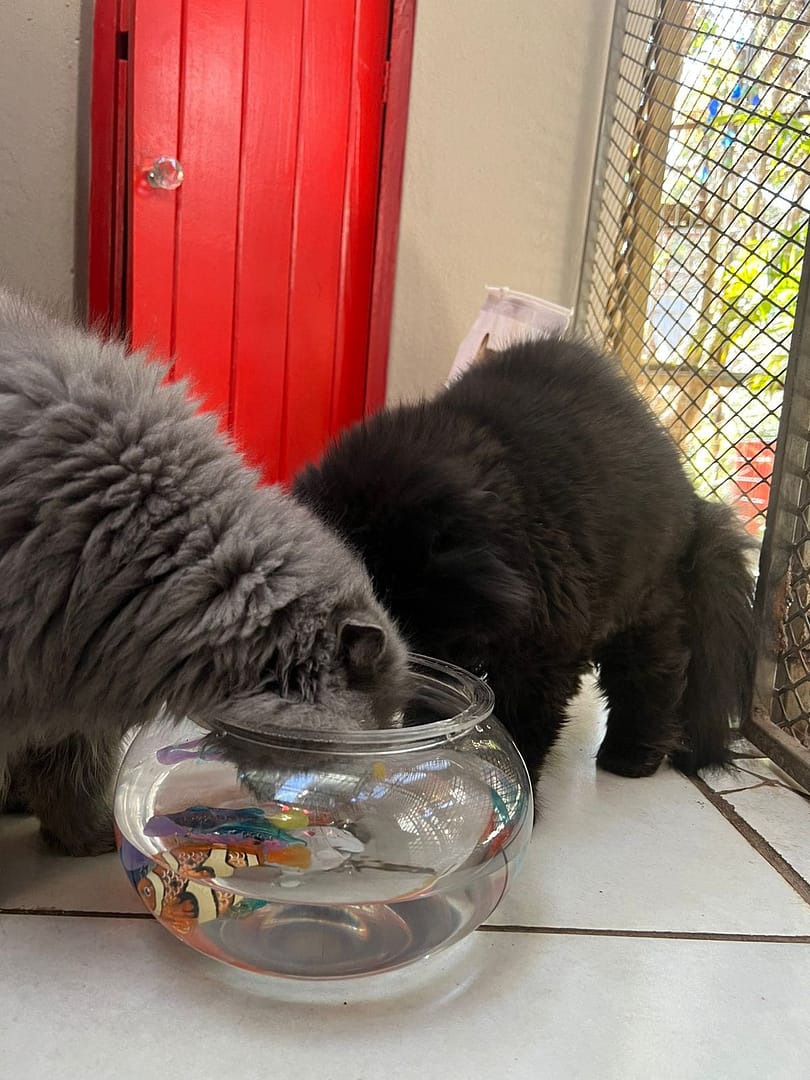 Playtime at The Cat Hotel
