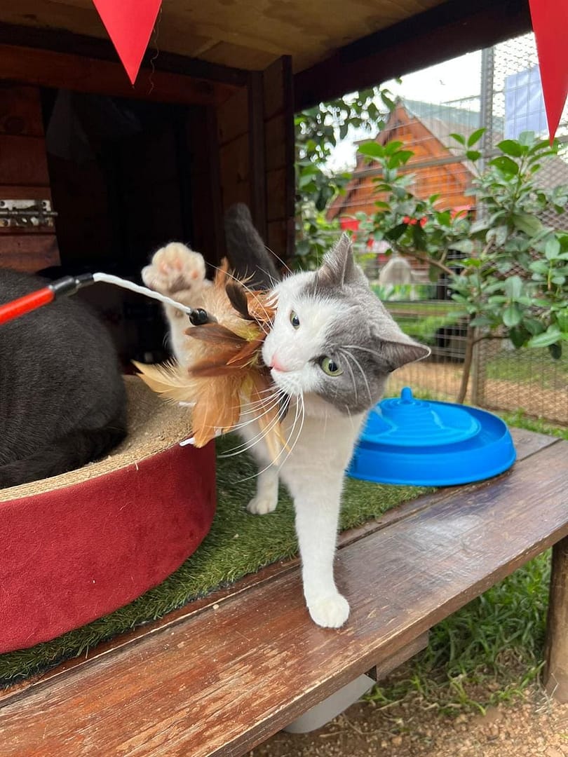 Playtime at The Cat Hotel