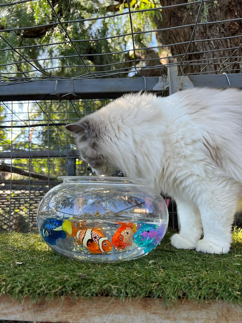 Playtime at The Cat Hotel