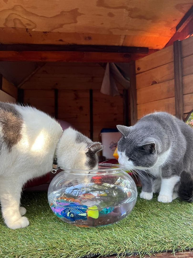 Playtime at The Cat Hotel