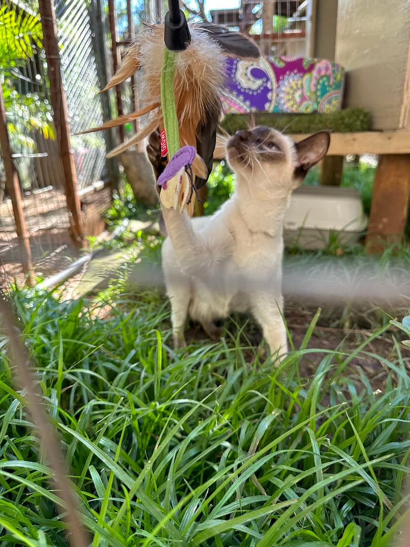 Playtime at The Cat Hotel
