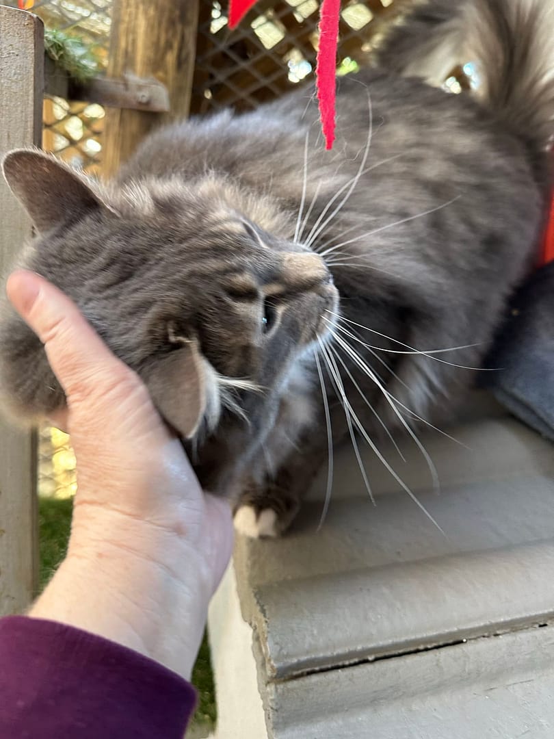 Playtime at The Cat Hotel