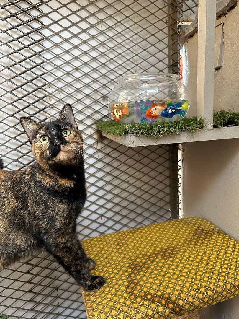 Playtime at The Cat Hotel