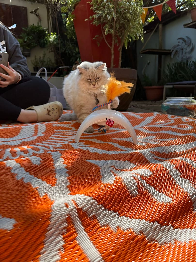 Playtime at The Cat Hotel