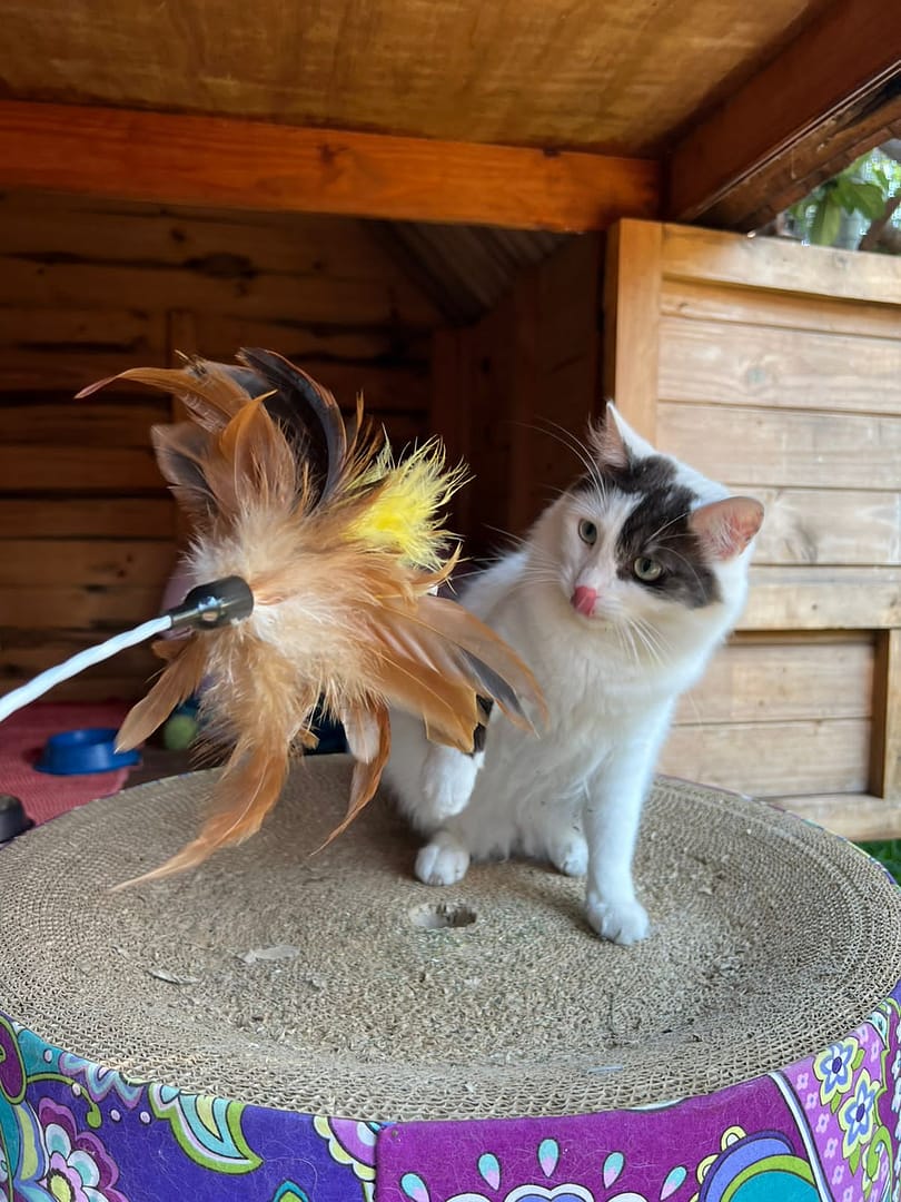 Playtime at The Cat Hotel