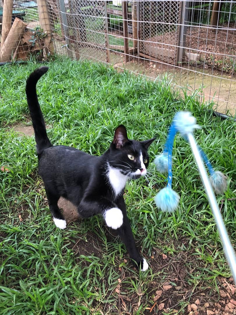 Playtime at The Cat Hotel