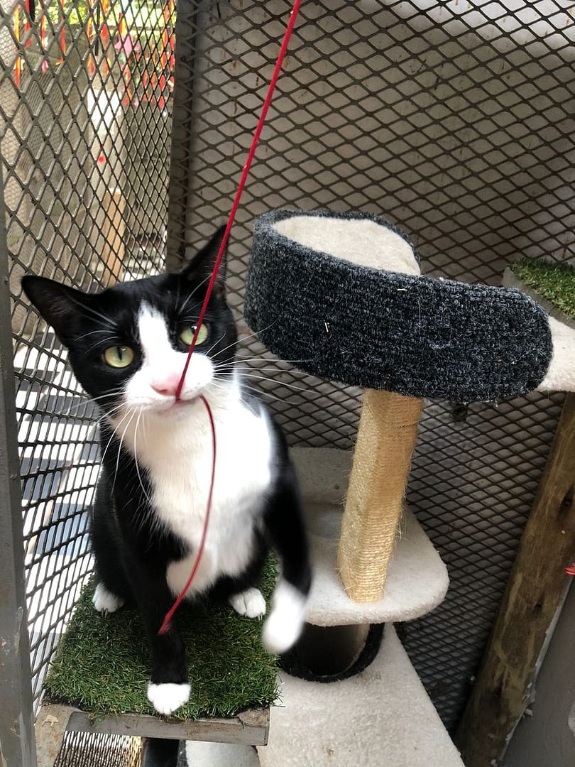 Playtime at The Cat Hotel