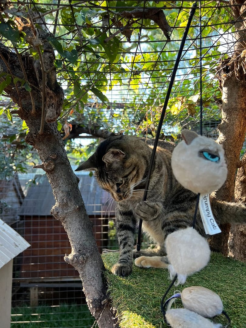 Playtime at The Cat Hotel