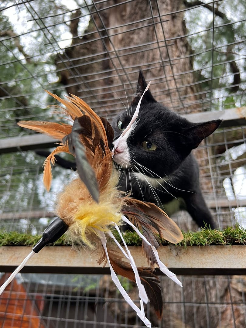 Playtime at The Cat Hotel