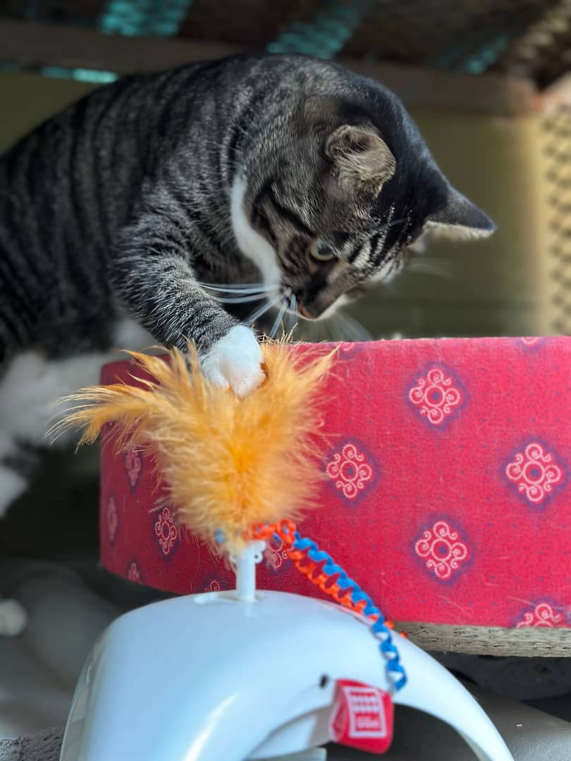 Playtime at The Cat Hotel