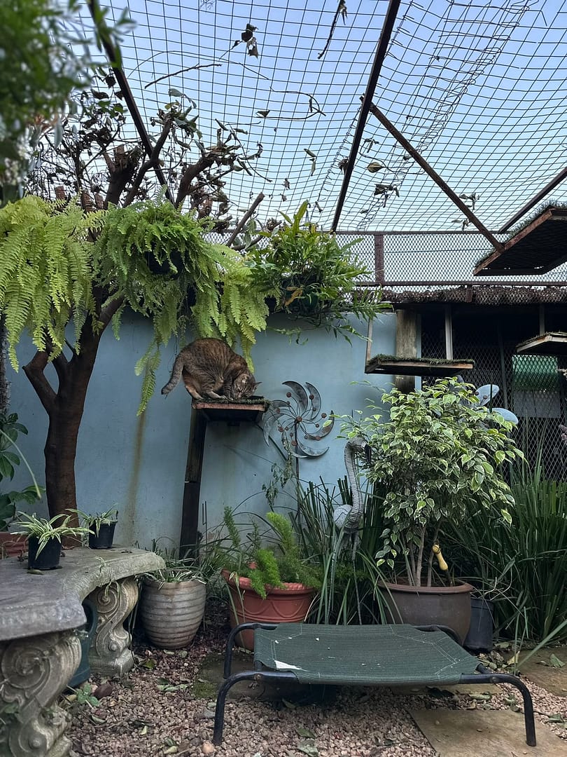 Playtime at The Cat Hotel