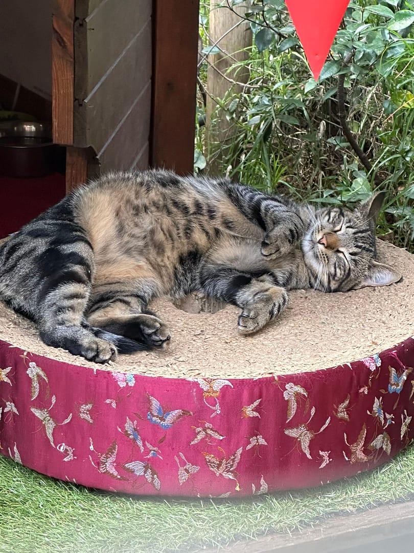 Playtime at The Cat Hotel