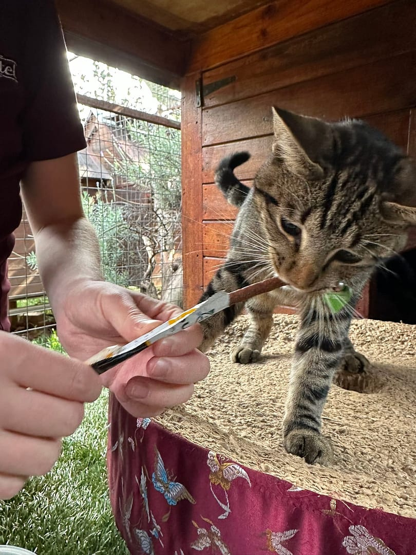 Playtime at The Cat Hotel