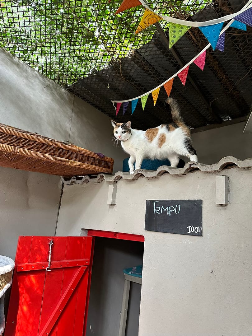 Playtime at The Cat Hotel