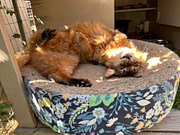 Fun on a scratcher