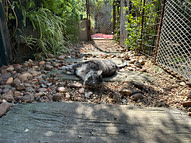The Cat Hotel linden