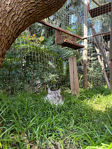 Tranquil shady garden at The Cat Hotel