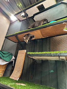 Cat enjoying the multi-levels