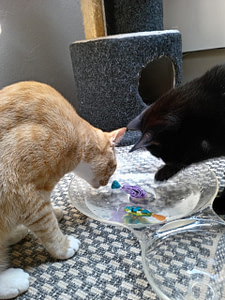 Playtime at The Cat Hotel