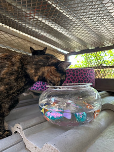 Playtime at The Cat Hotel