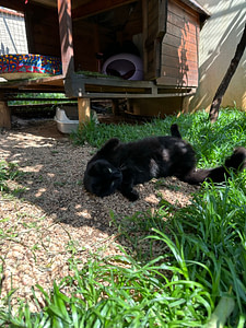 Playtime at The Cat Hotel