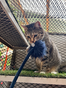 Playtime at The Cat Hotel