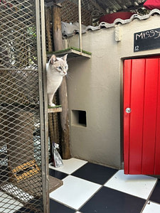Cat on ledge looking out